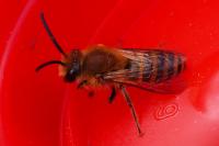 Colletes hederae