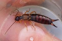Forficula auricularia