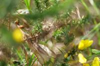 Mantis religiosa