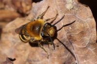 Colletes hederae