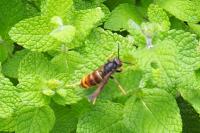 Vespa velutina nigrithorax