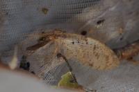 Hemerobius