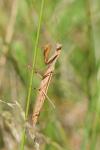 Mantis religiosa