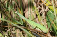Mantis religiosa