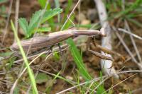 Mantis religiosa