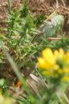 Mantis religiosa
