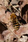 Colletes hederae