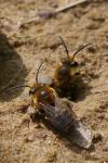 Colletes hederae