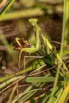 Mantis religiosa