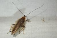 Ectobius lapponicus