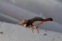 Therion circumflexum