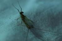 Ecdyonurus ruffii