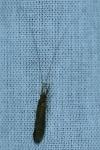 Leptoceridae