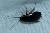 Loboptera canariensis