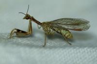 Mantispa aphavexelte