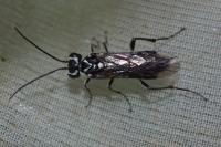 Pachyprotasis