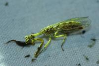 Mantispa styriaca