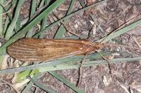 Stenophylacini