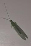 Chrysopini