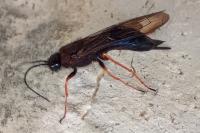 Sirex noctilio