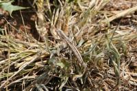 Geomantis larvoides