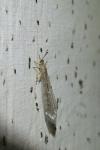 Distoleon tetragrammicus