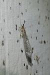 Distoleon tetragrammicus