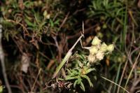 Empusa pennata