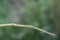Clonopsis gallica