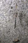 Distoleon tetragrammicus