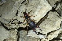 Anechura bipunctata