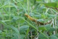 Mantis religiosa