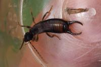 Pseudochelidura sinuata