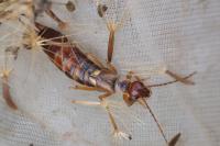 Forficula auricularia