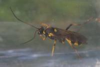Amblyteles armatorius