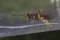 Amblyteles armatorius