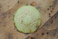 Neuroterus quercusbaccarum