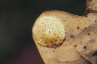 Neuroterus quercusbaccarum