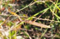 Mantis religiosa