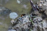 Vespa velutina nigrithorax