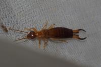Forficula lesnei