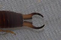 Forficula lesnei