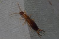 Forficula lesnei