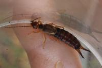 Forficula auricularia