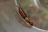 Forficula auricularia
