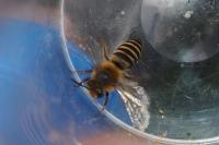 Colletes hederae