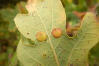 Neuroterus quercusbaccarum