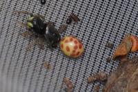 Neuroterus anthracinus