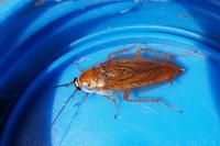 Ectobius vittiventris