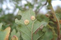 Neuroterus quercusbaccarum